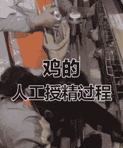 怎样进行鸡的人工授精?