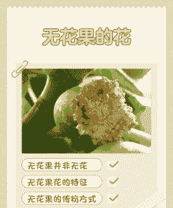 无花果的花在什么内