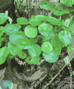 铜钱草是什么形状的