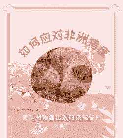 什么是非洲猪瘟如何防治非洲猪瘟