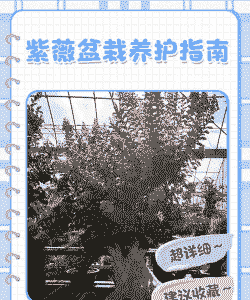 紫薇的养护技巧