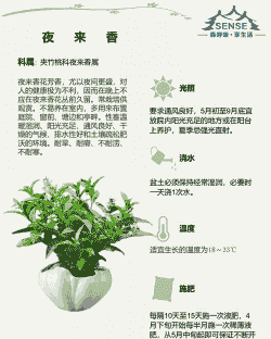 夜来香的养护技巧