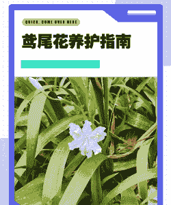 亮叶鸢尾的养护技巧