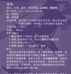 鸢尾的养护技巧