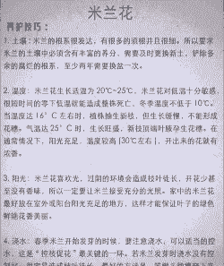 米兰的养护技巧