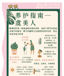 虞美人的养护技巧