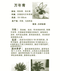 万年青的养护技巧