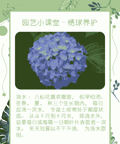 八仙花的养护技巧