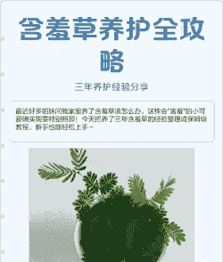 含羞草的养护要点