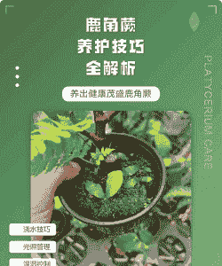 鹿角蕨的养护要点