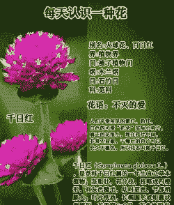 千日红的养护要点