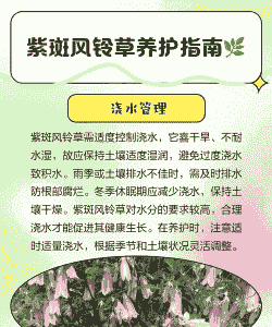 风铃草的养护要点