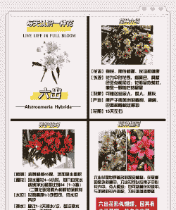 六出花养护要点