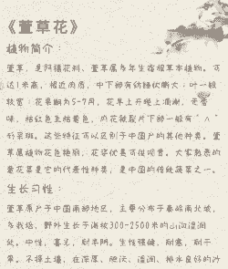 萱草的养护要点