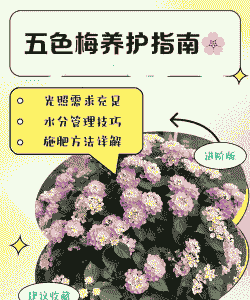 五色梅的养护要点