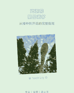 火炬花养护要点