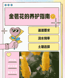 金苞花养护要点