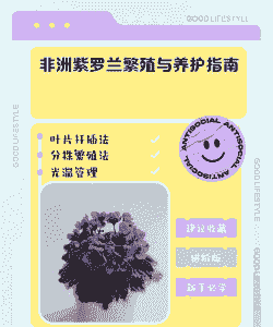 非洲紫罗兰的养护要点