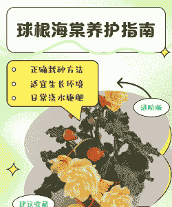 球根海棠的养护要点