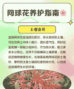 网球花的养护要点