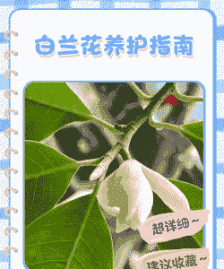 白兰的养护要点