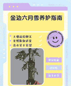 六月雪的养护要点
