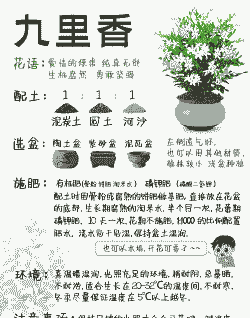 九里香的养护要点