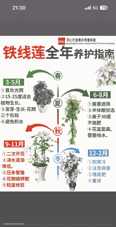 铁线莲的养护要点