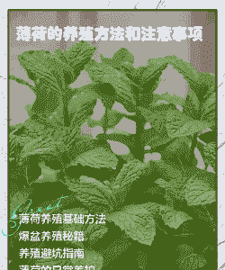 美国薄荷的养护要点