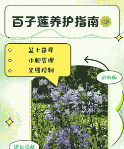 百子莲的养护要点
