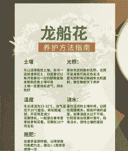 龙船花的养护要点