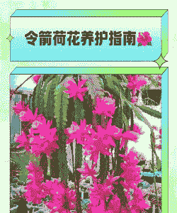 令箭荷花的养护要点