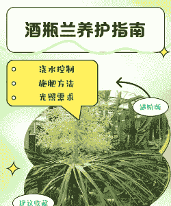 酒瓶兰养护要点