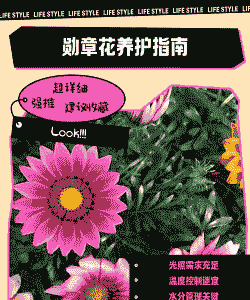 勋章花养护要点