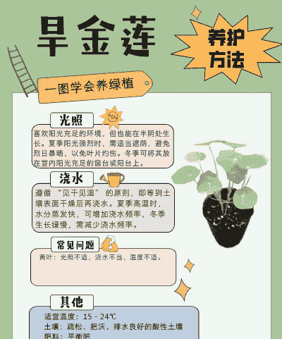 旱金莲养护要点