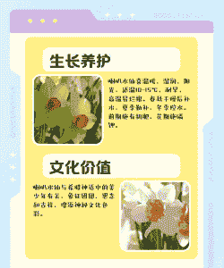 喇叭水仙的养护要点