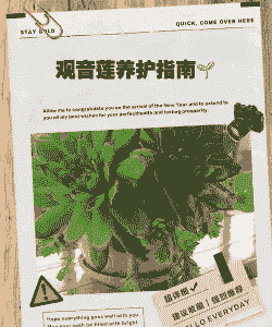 观音莲的养护要点