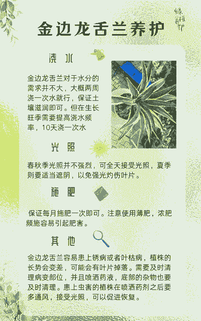 龙舌兰的养护要点