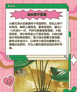 火鹤花的养护要点