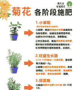 菊花的养护要点