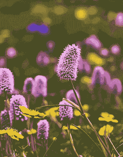 高原的花有哪些