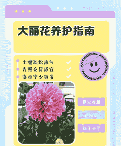 大丽花的养护要点