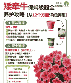 矮牵牛的养护要点