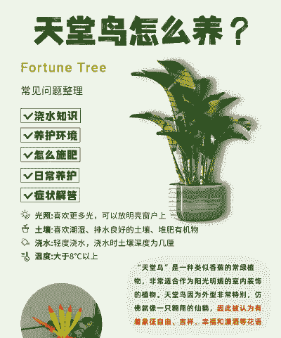 鹤望兰的养护要点