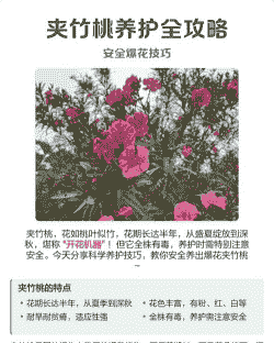 夹竹桃的养护要点