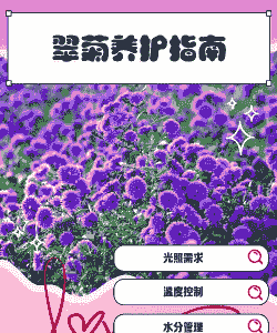 翠菊的养护要点