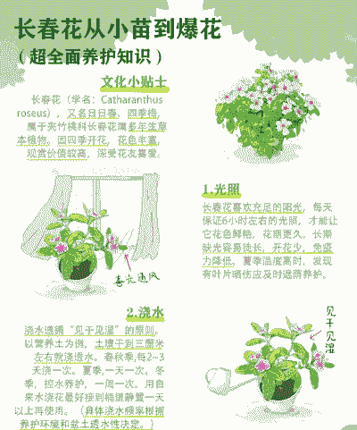 常春花的养护要点