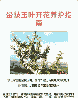 玉叶金花的养花要诀