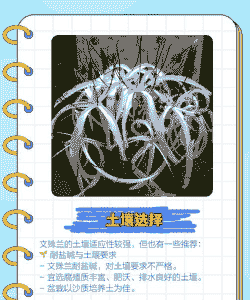 文殊兰的养花要诀