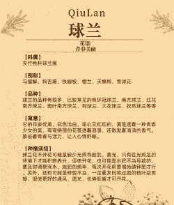 球兰的养花要诀